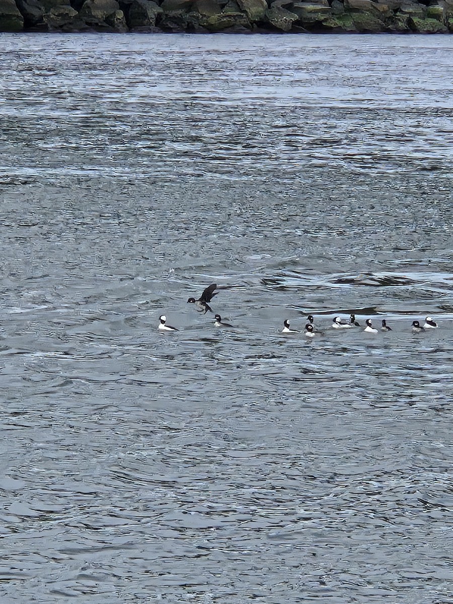 Гоголь-головастик - ML647204743