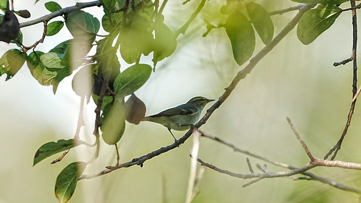 Luì forestiero - ML647204748