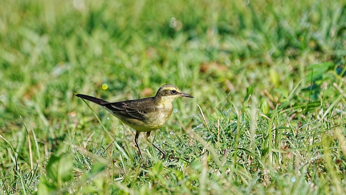 Eastern Yellow Wagtail - ML647204752