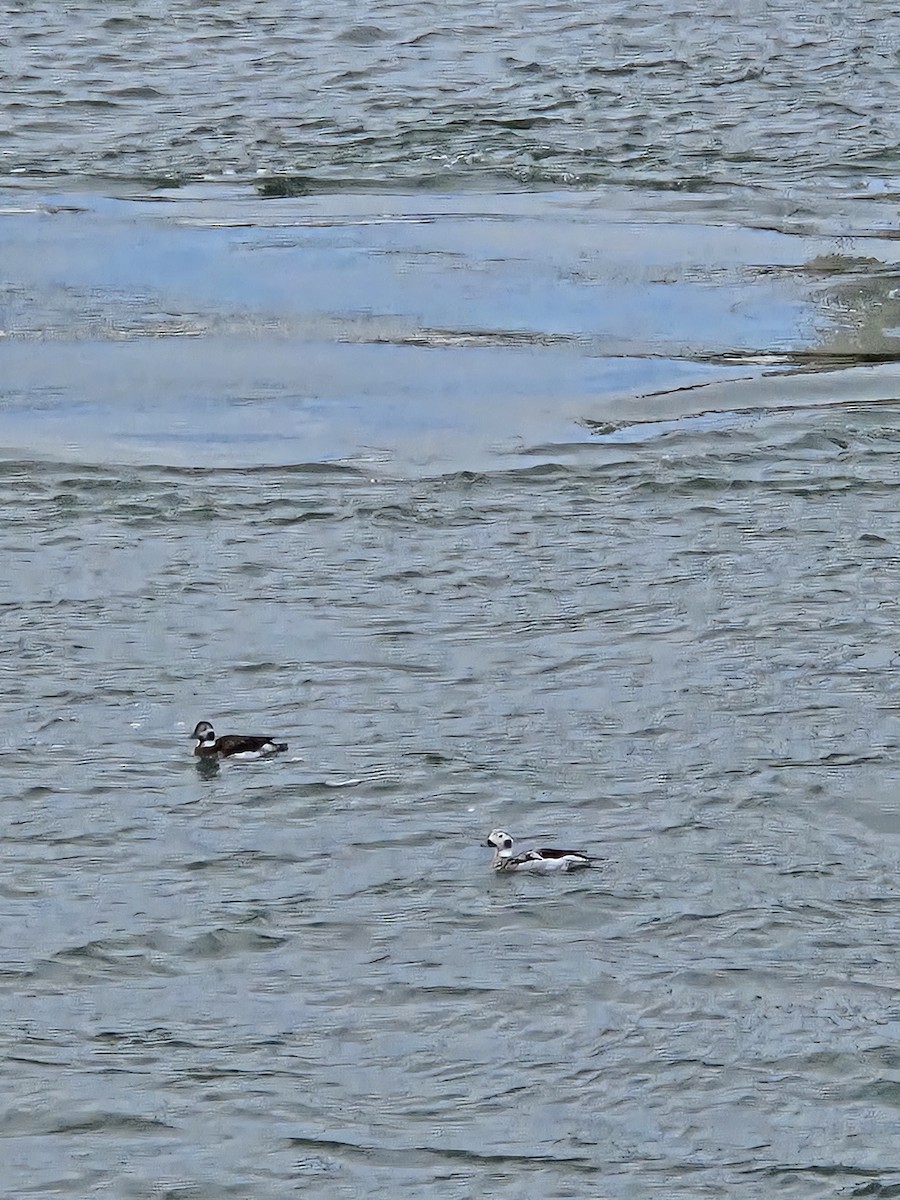 Морянка - ML647204754