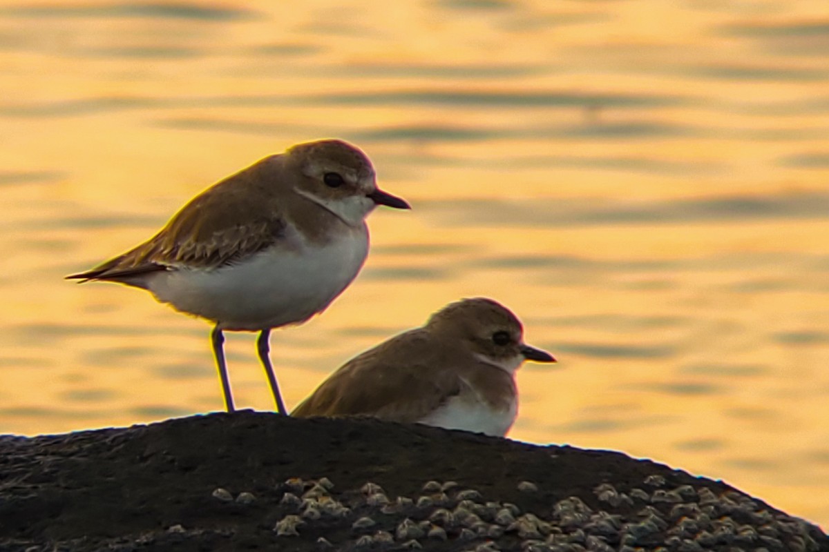 Tibet Cılıbıtı - ML647204755
