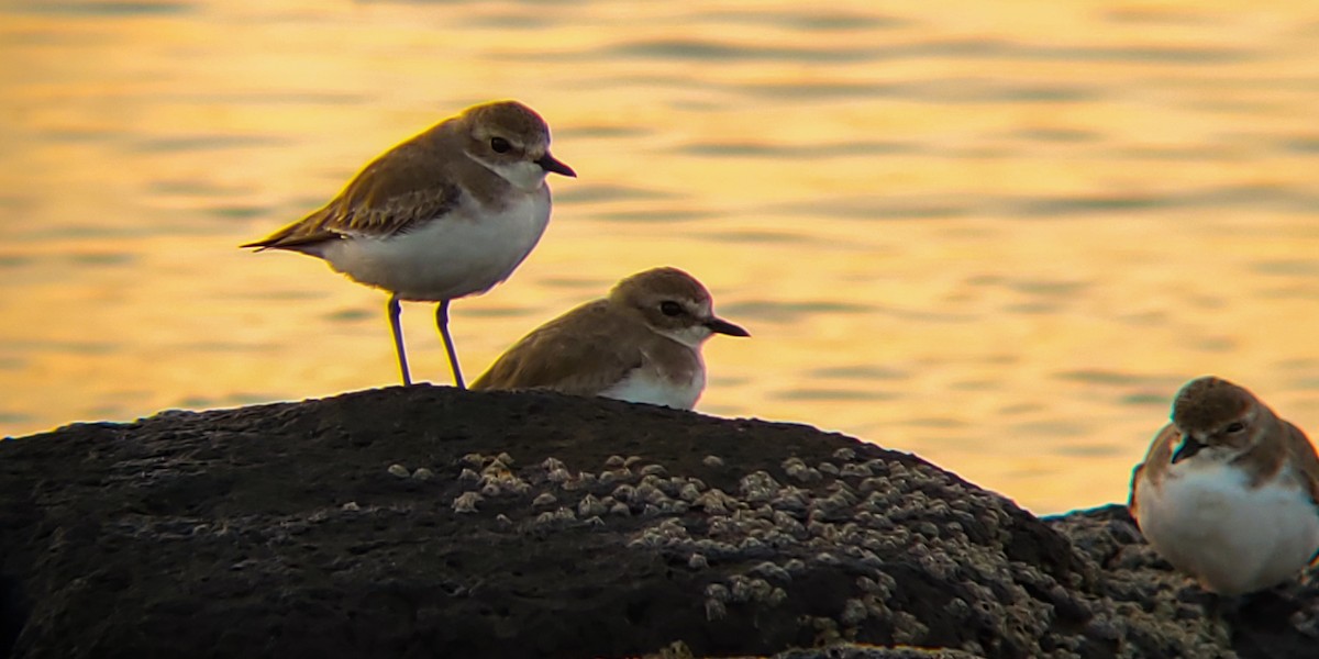 Tibet Cılıbıtı - ML647204756