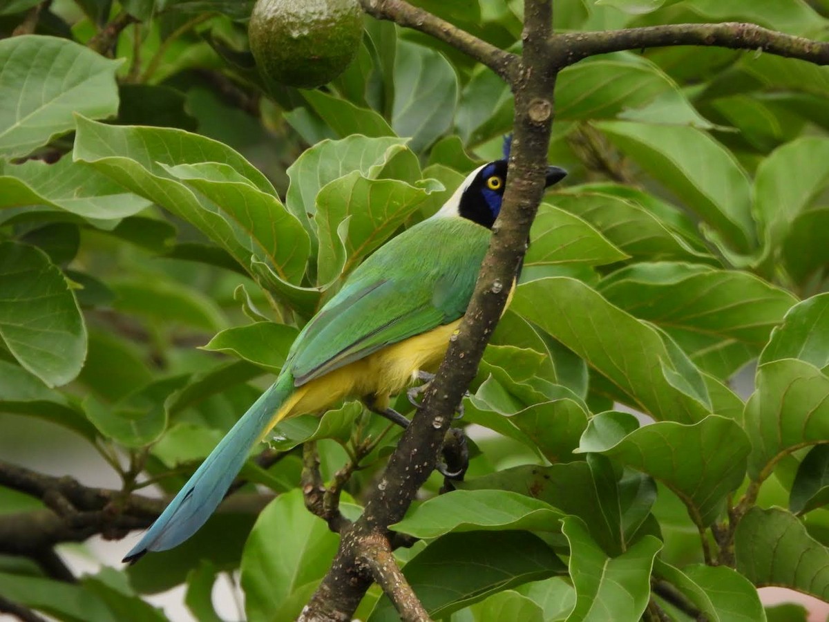 Geai vert - ML647204758