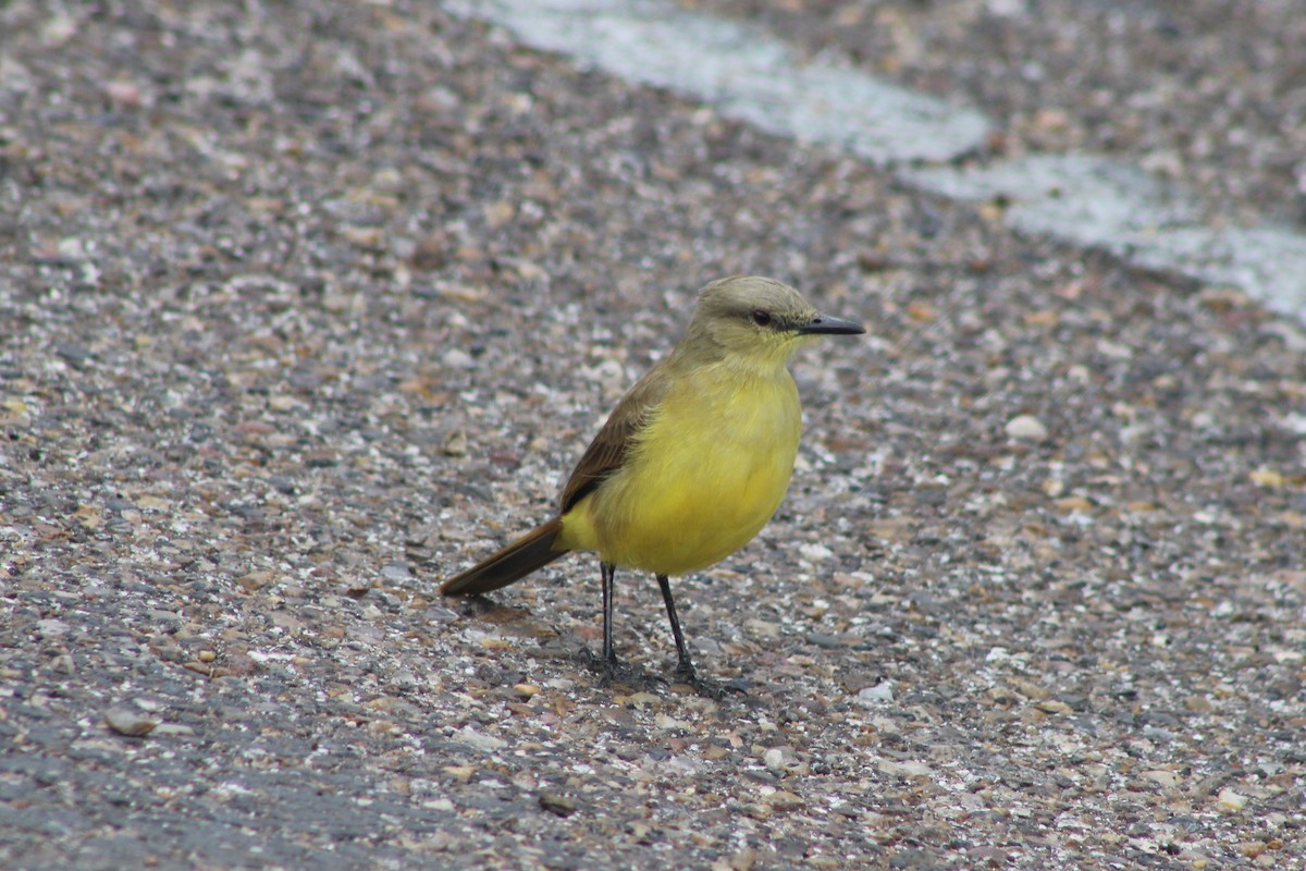 Коровий тиранн - ML647204761