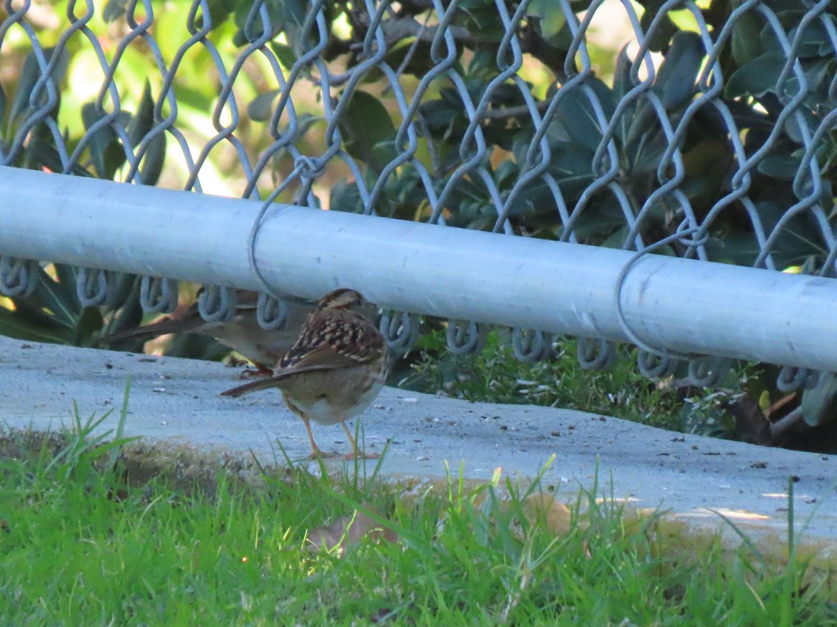 White-throated Sparrow - ML647204766