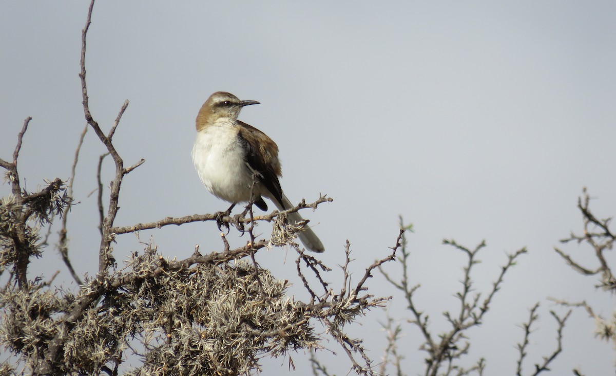 Коричневоспинный пересмешник - ML647204784