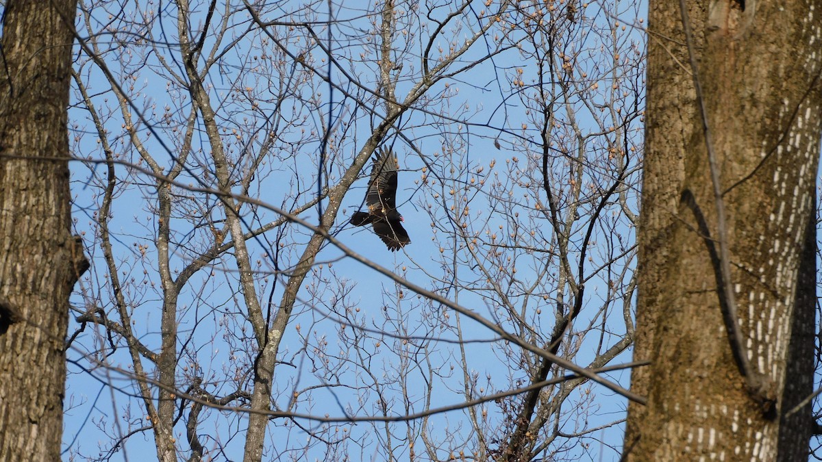 Катарта-индейка - ML647204785