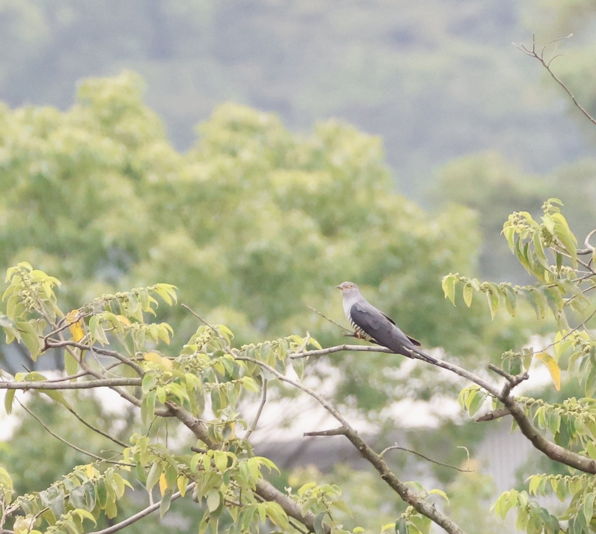 Глухая кукушка - ML647204786