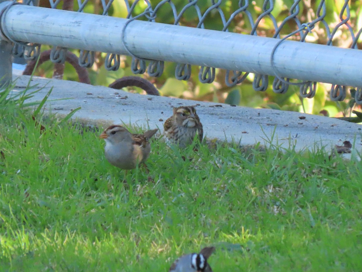 White-throated Sparrow - ML647204787