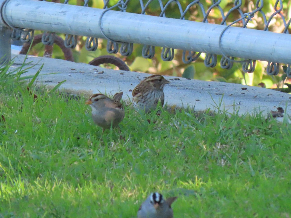 White-throated Sparrow - ML647204788