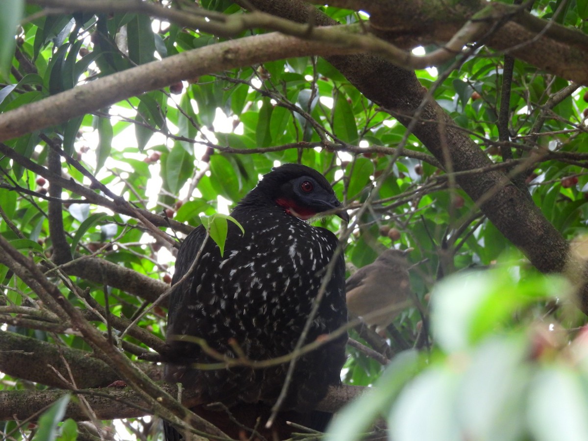 Хохлатая пенелопа - ML647204789