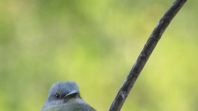 Королевский тиранн - ML647204791