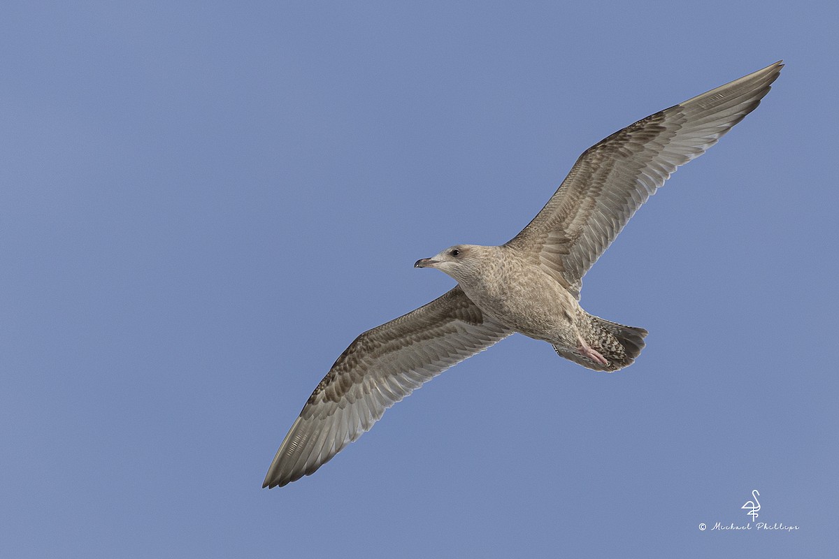 Американская чайка - ML647204792