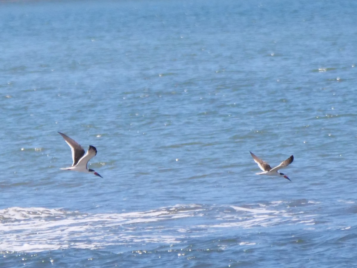 Чёрный водорез - ML647204793