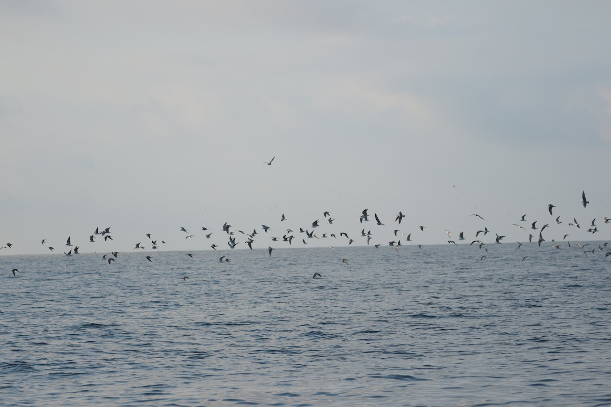 Чёрная крачка - ML647204794