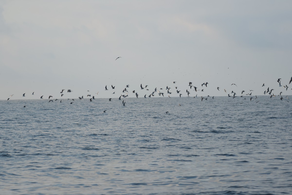 Чёрная крачка - ML647204795