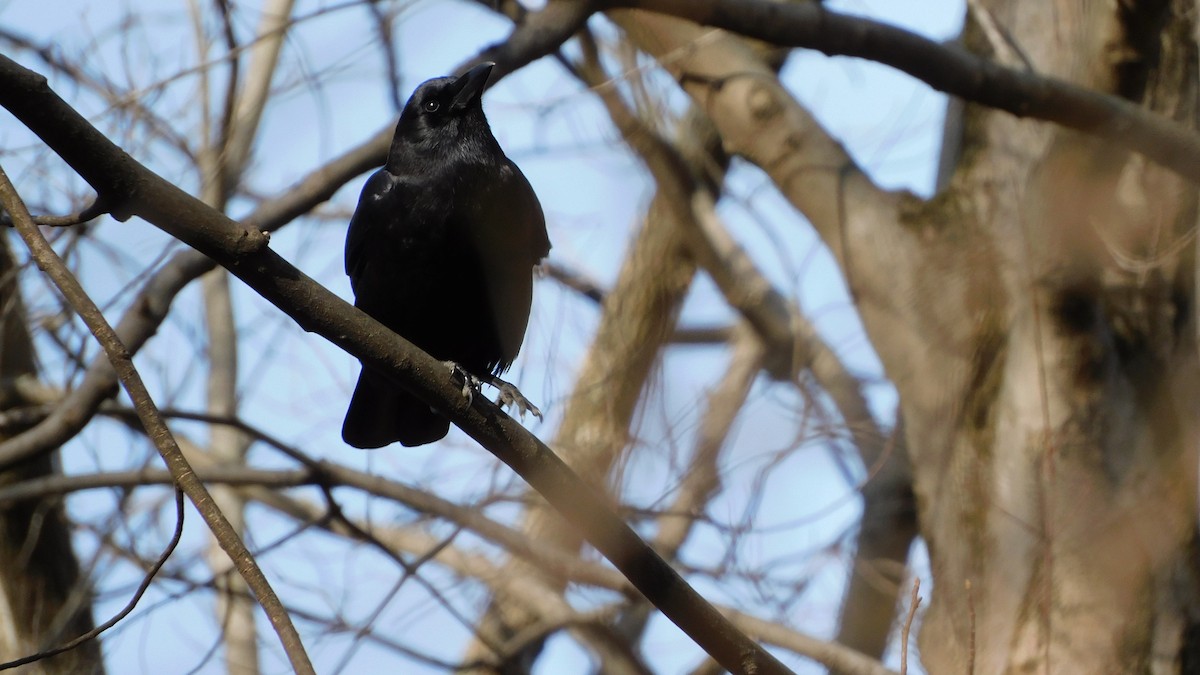 Американская ворона - ML647204796