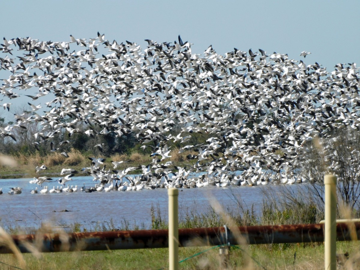 Белый гусь - ML647204797