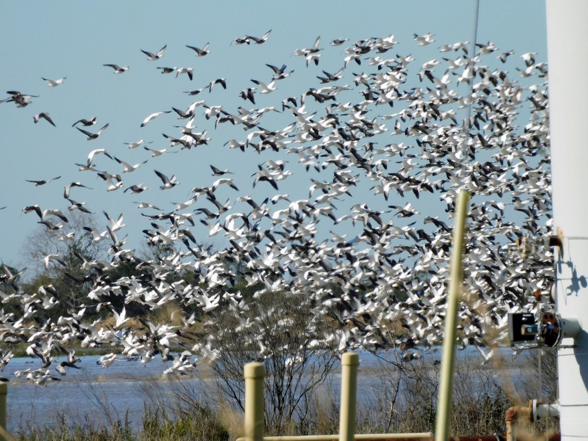 Белый гусь - ML647204798