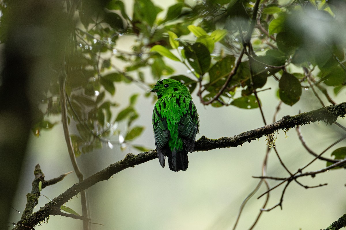 Черногорлый скрытоклюв - ML647204799