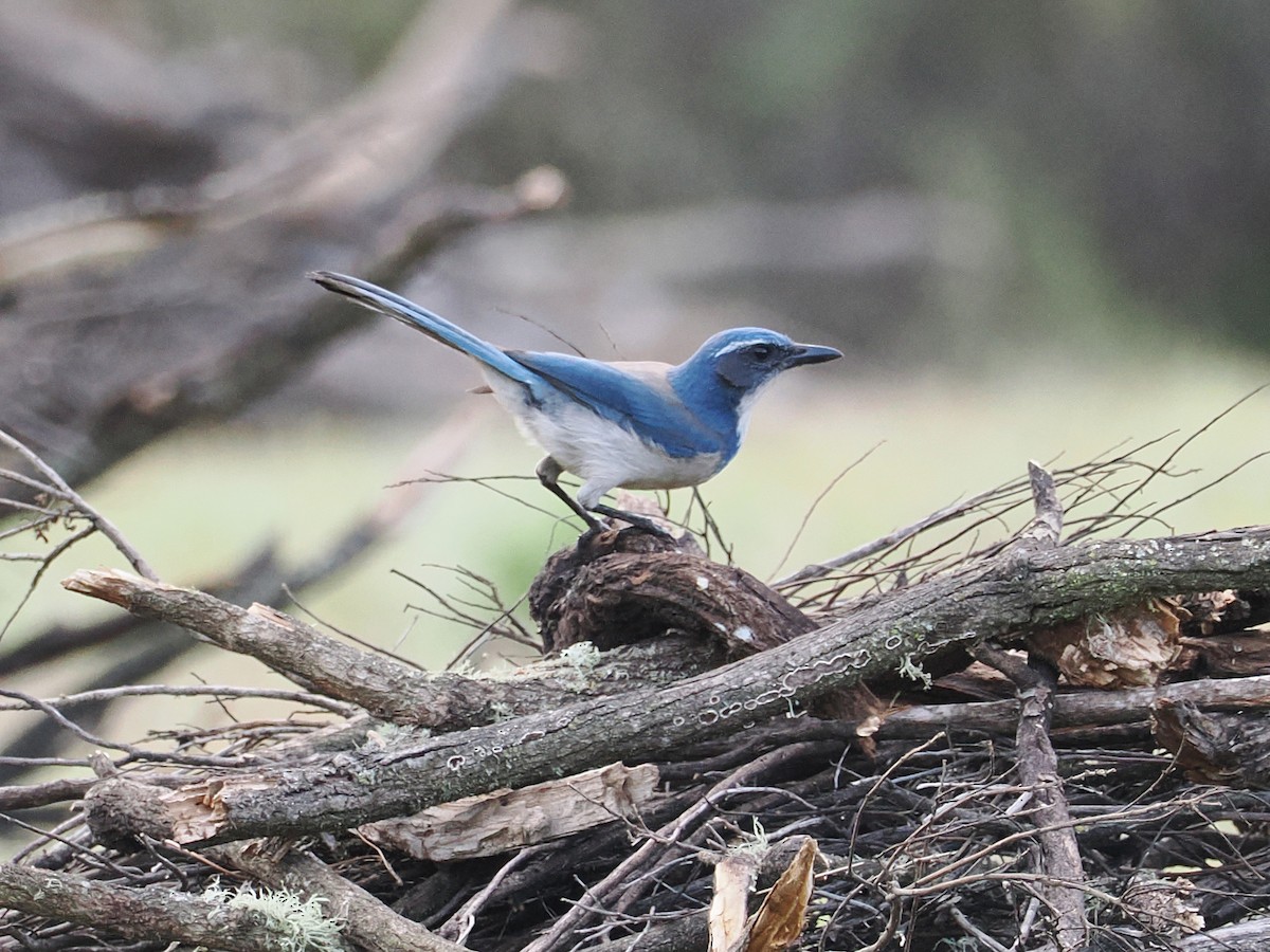 Калифорнийская сойка - ML647204800