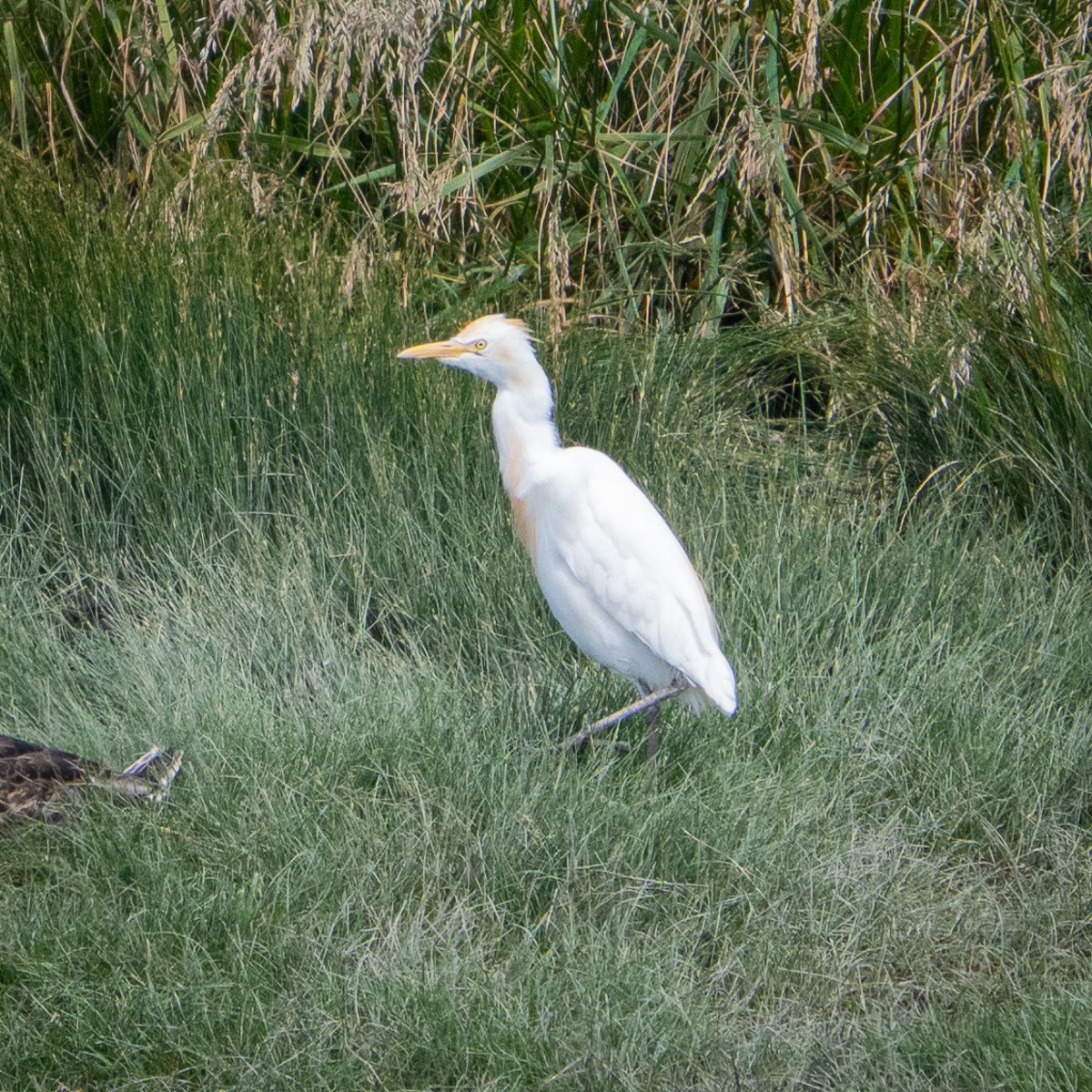 Восточная египетская цапля - ML647204805