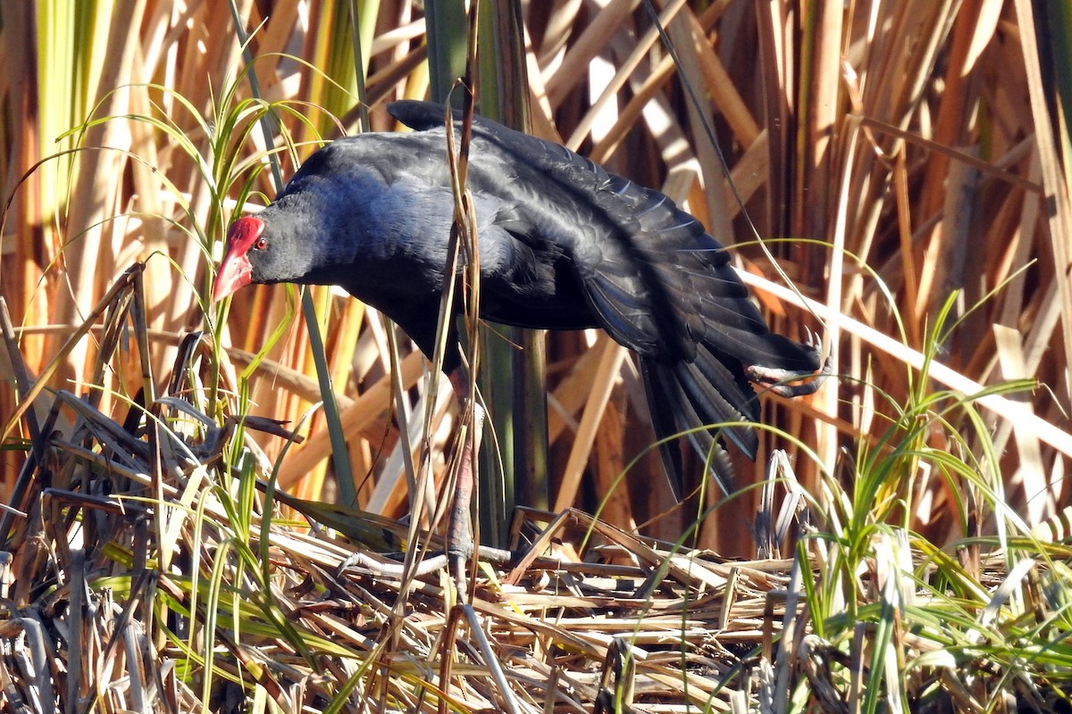 Австралийская султанка - ML647204806