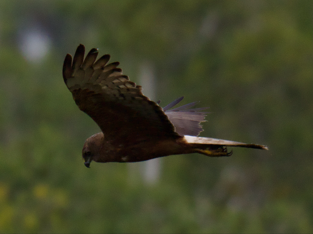 moták tichomořský - ML647204807