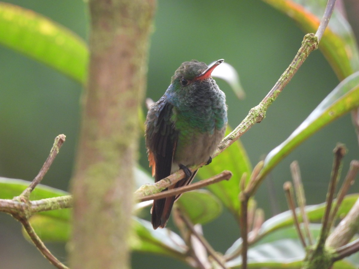 Рыжехвостая амазилия - ML647204808