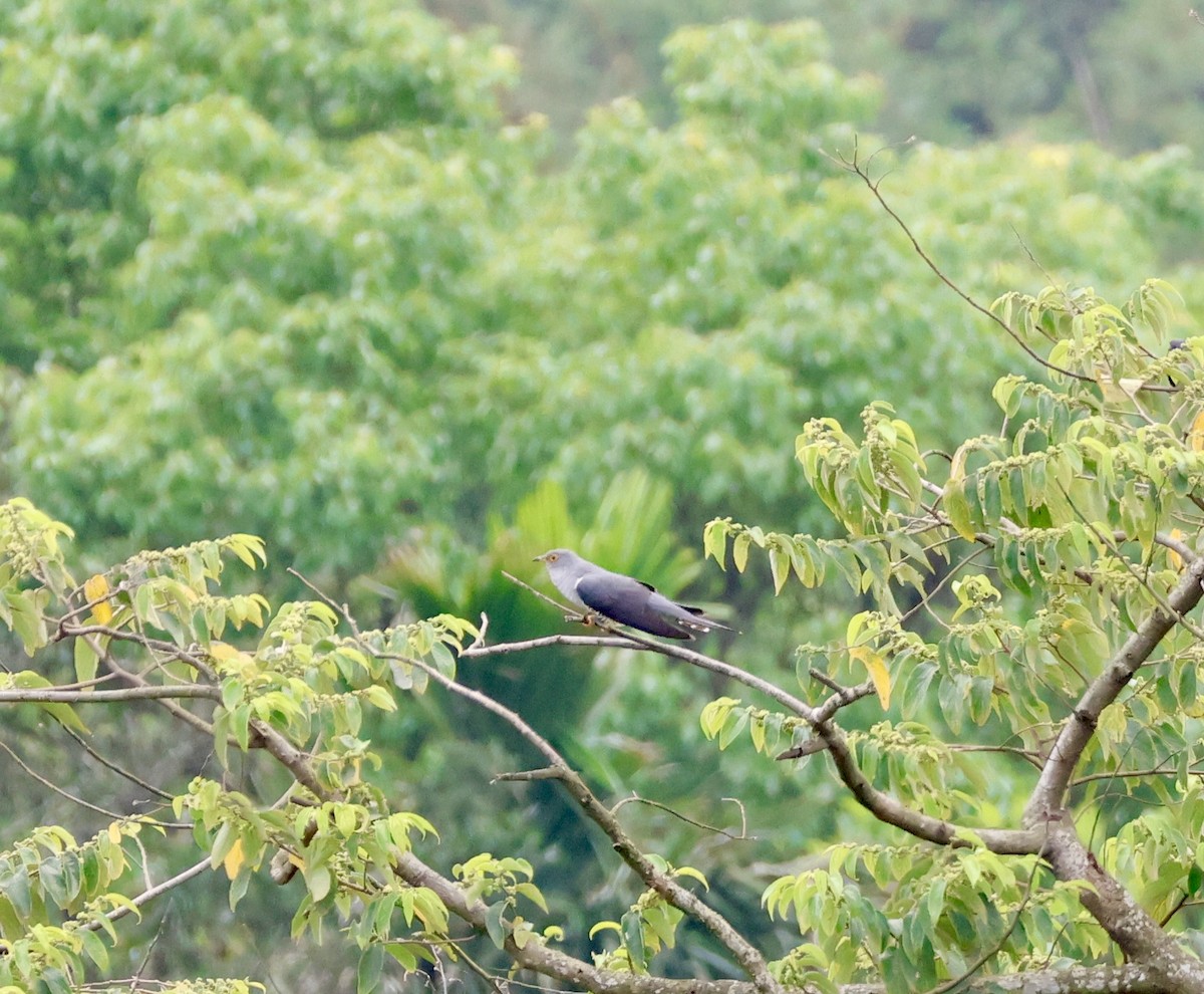 Глухая кукушка - ML647204810