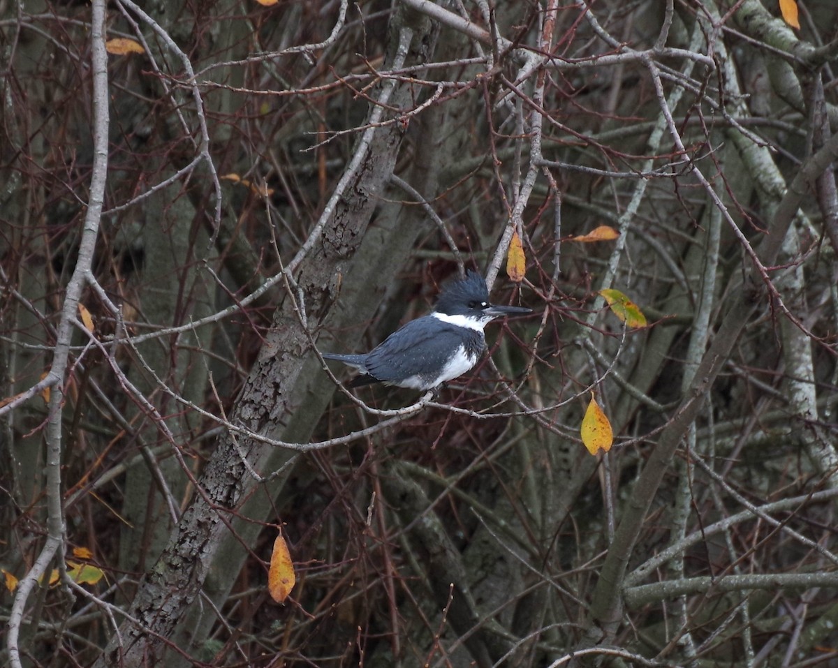 Опоясанный зимородок - ML647204811