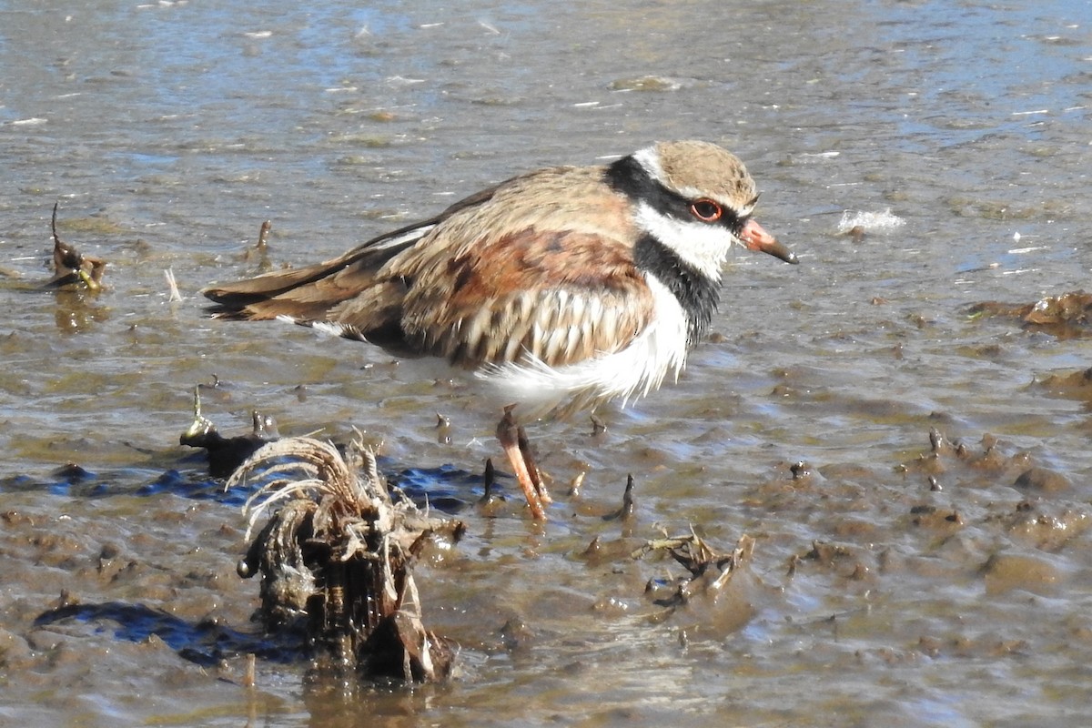 Чернолобый зуёк - ML647204812