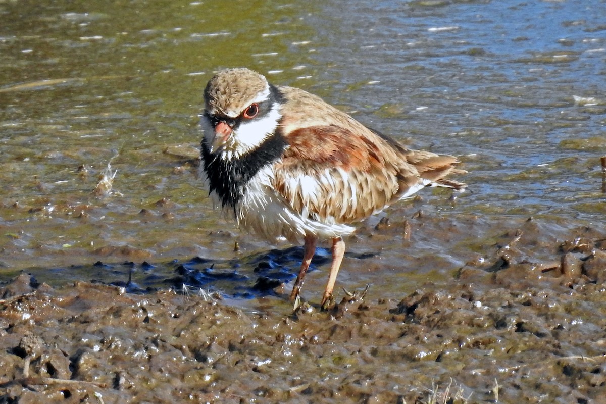 Чернолобый зуёк - ML647204813