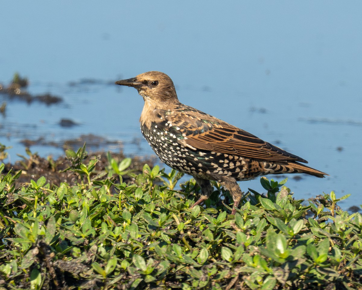 Обыкновенный скворец - ML647204814