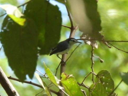 White-browed Gnatcatcher - ML647204816