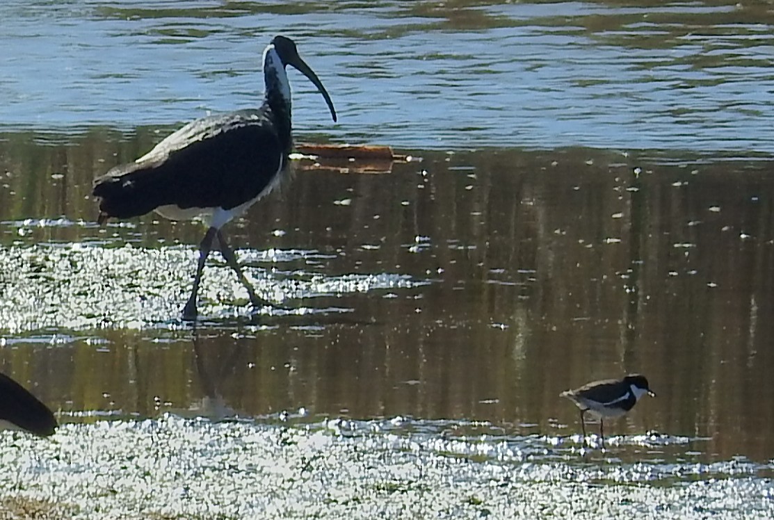 Черногрудый зуёк - ML647204817