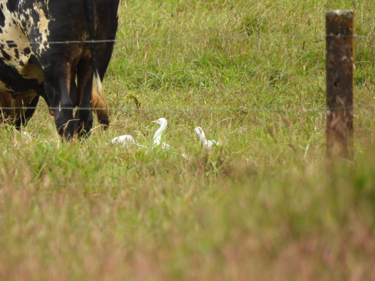 Египетская цапля - ML647204821