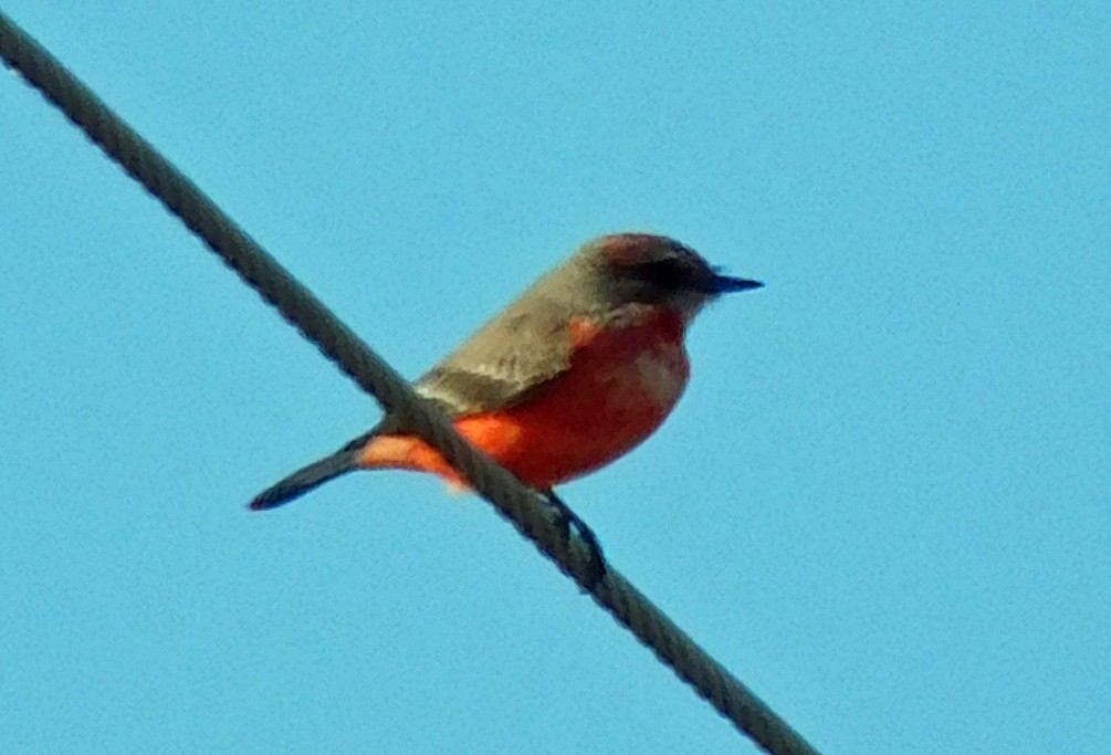 Красный мухолов - ML647204822