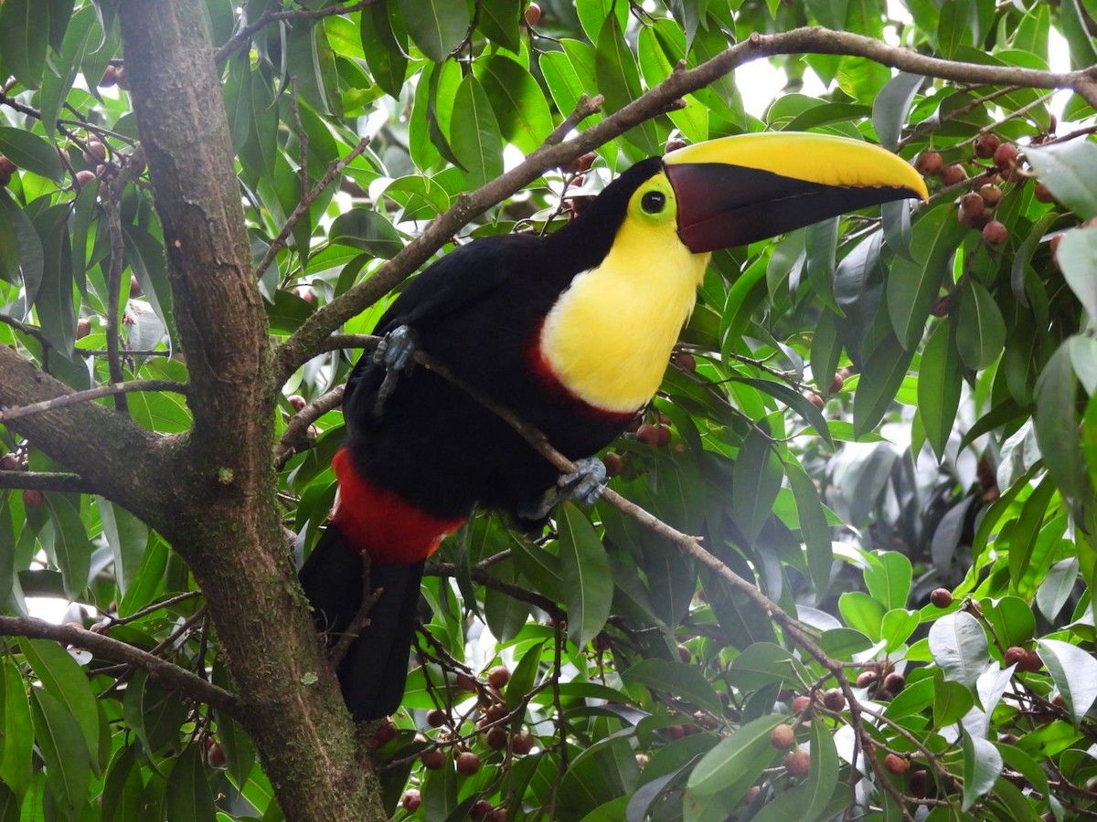 Yellow-throated Toucan - ML647204836