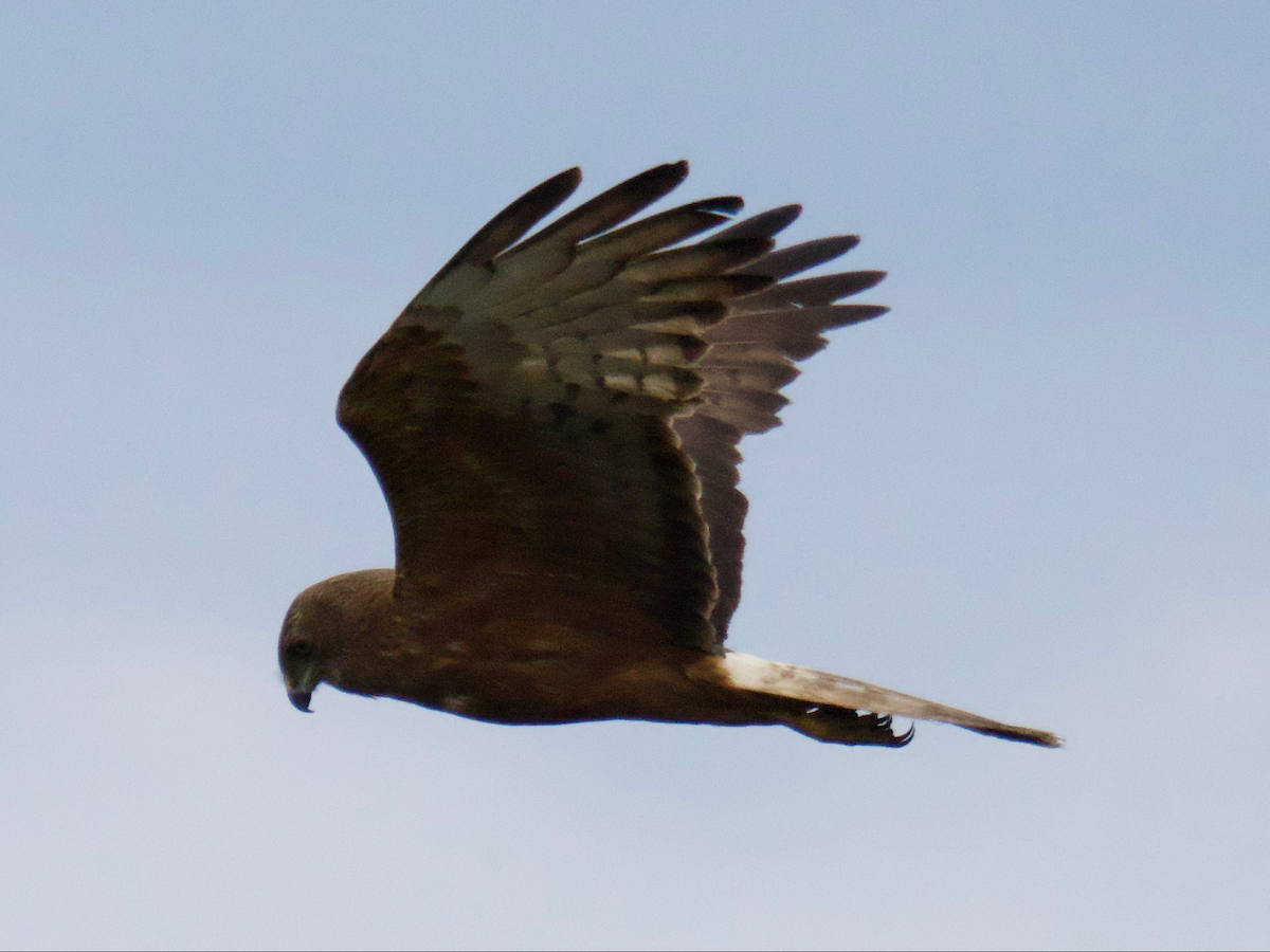 moták tichomořský - ML647204844