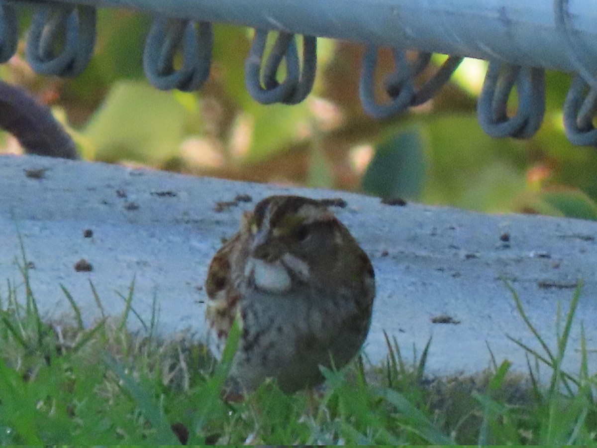 White-throated Sparrow - ML647204846