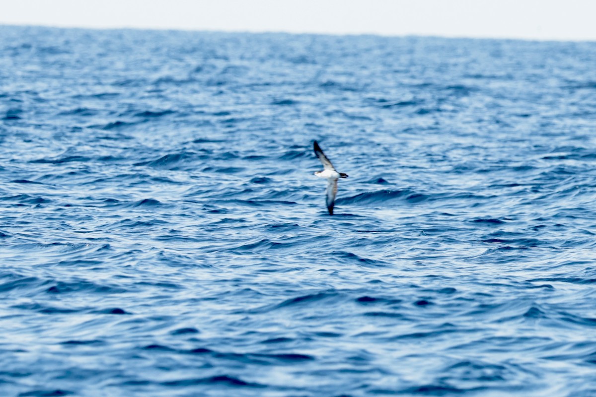 Puffin des Galapagos - ML647204855