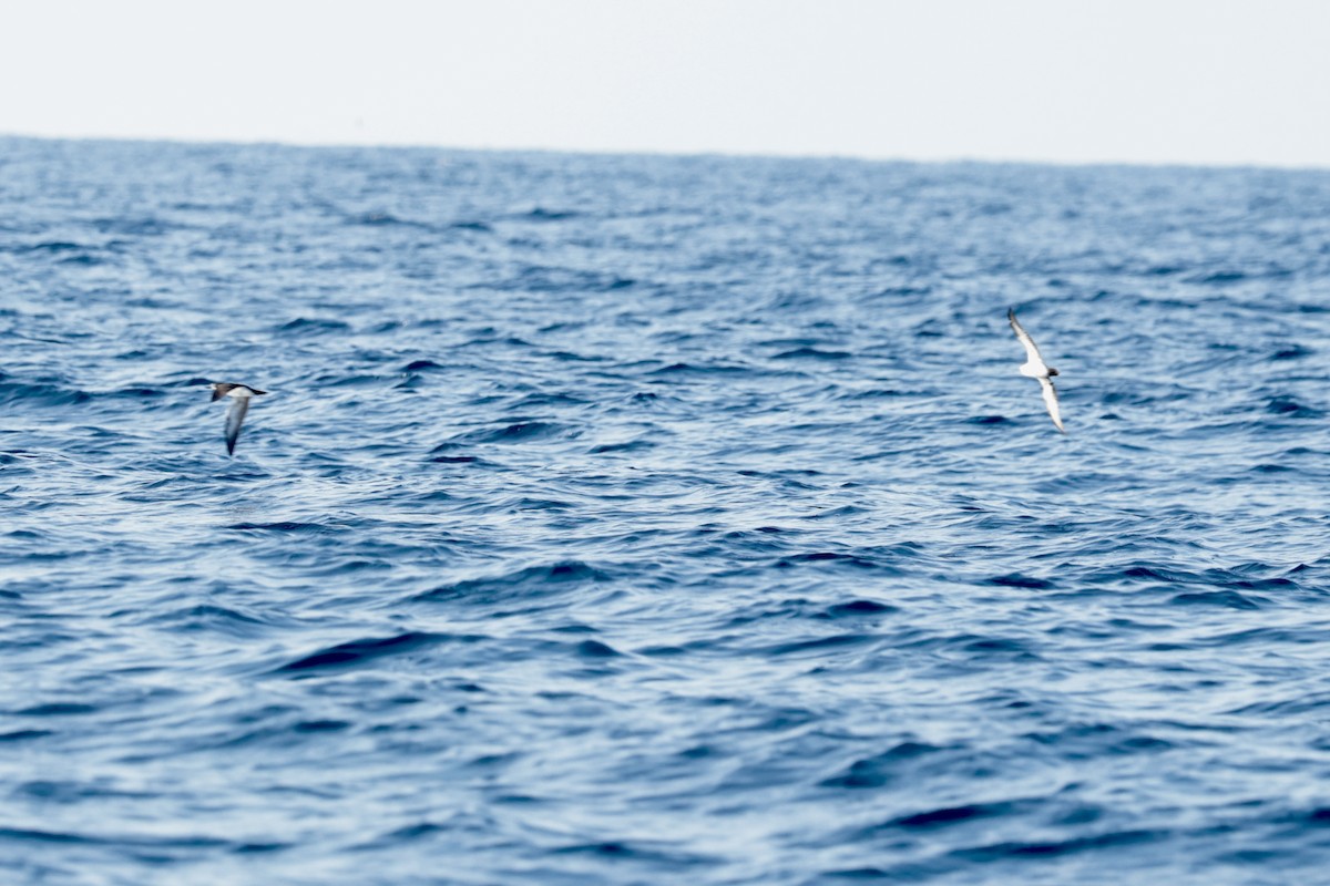 Puffin des Galapagos - ML647204856