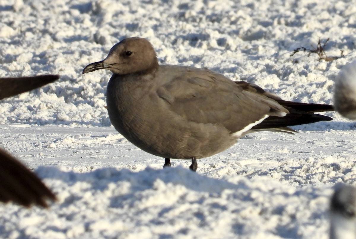 Мартин сірий - ML647204860