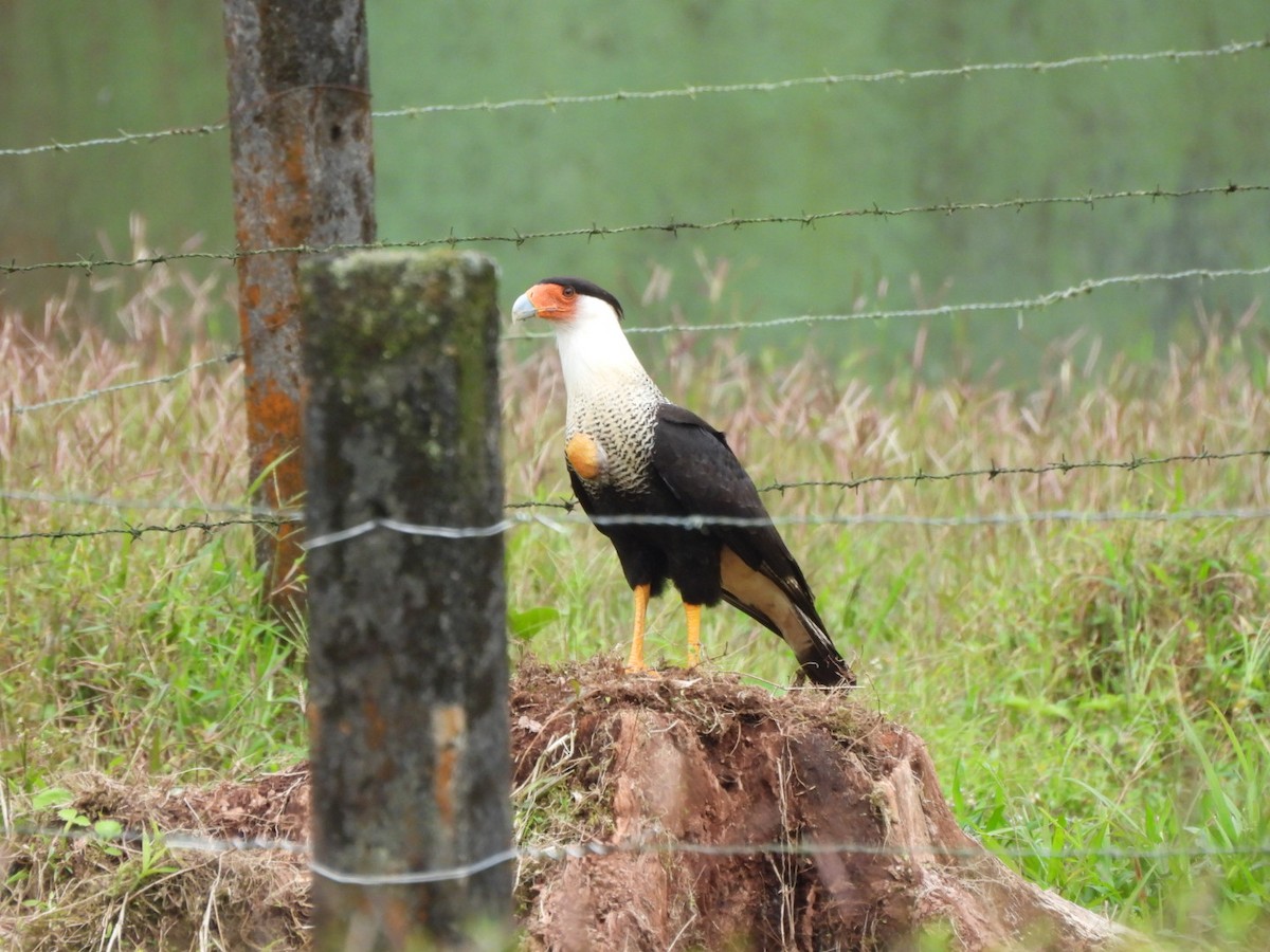 Crested Caracara - ML647204863