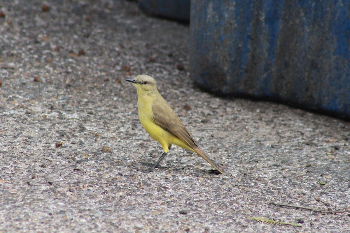 Коровий тиранн - ML647204880