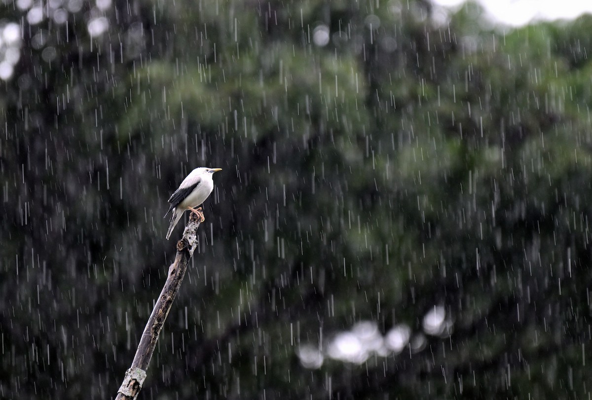 White-headed Starling - ML647204904