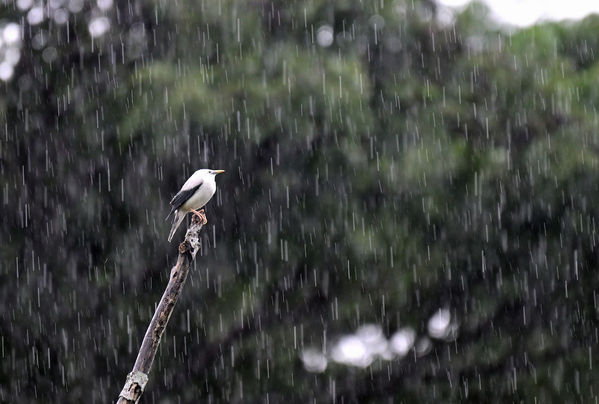White-headed Starling - ML647204905