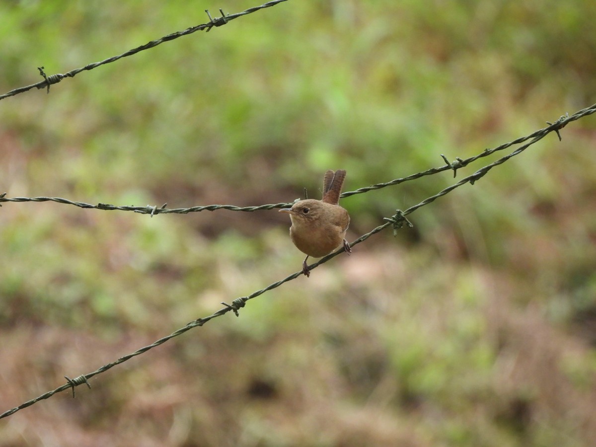 Southern House Wren - ML647204911