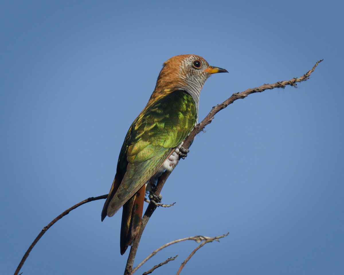 Asian Emerald Cuckoo - ML647204915